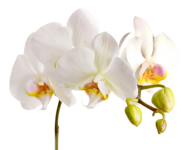 Beautiful orchid, isolated on white — Stock Photo, Image