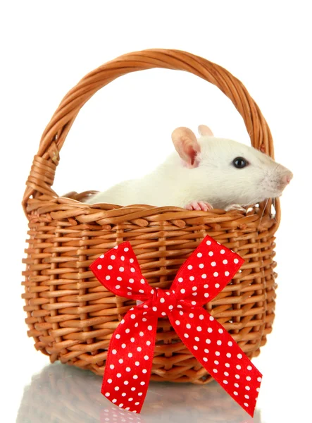 Lustige kleine Ratte im Korb, isoliert auf weiß — Stockfoto