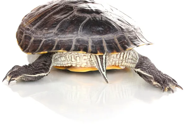 Tortue oreille rouge isolée sur blanc — Photo