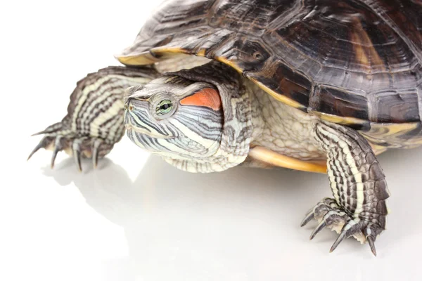 Tortue oreille rouge isolée sur blanc — Photo