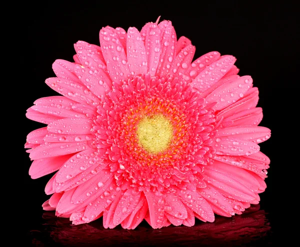 黒に分離された滴とピンクのガーベラ — ストック写真