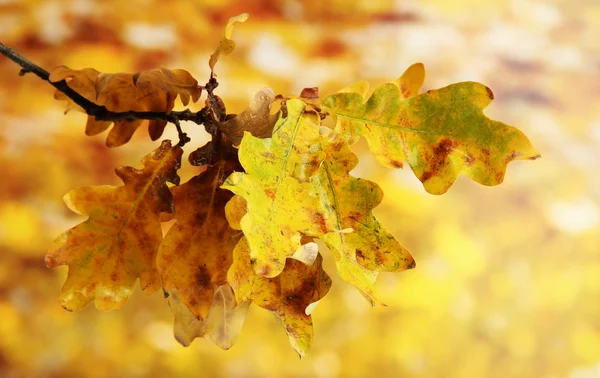 Ramita de roble con hojas de otoño, sobre fondo amarillo —  Fotos de Stock