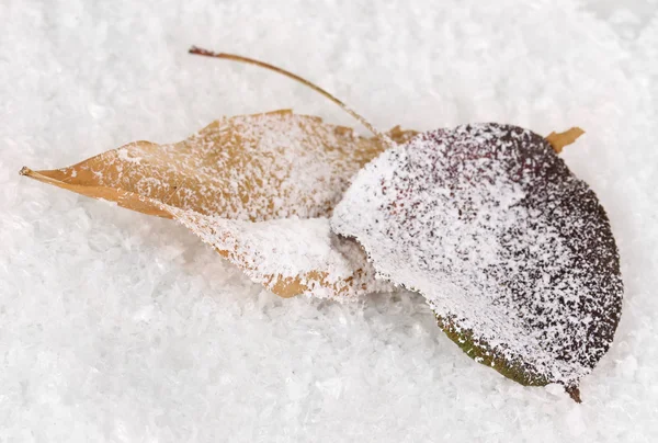 落ちた雪の上の葉 — ストック写真