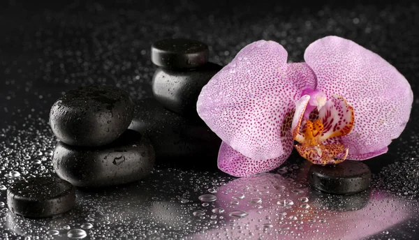 Batu spa dan bunga anggrek, dengan latar belakang abu-abu basah — Stok Foto
