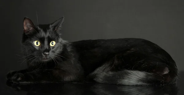 黑色背景上的黑猫 — 图库照片