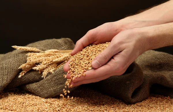 Man hands with grain, on brown background — Stock Photo, Image