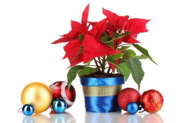 beyaz izole Noel topları ile güzel yılbaşı çiçeği