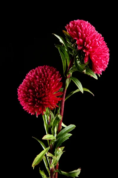 Schöne Aster-Blüten, auf schwarzem Hintergrund — Stockfoto