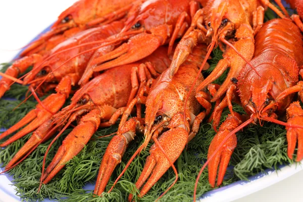 Tasty boiled crayfishes with fennel on plate close-up — Stock Photo, Image