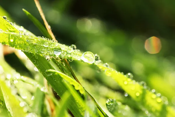 Grama verde bonita com orvalho, close-up — Fotografia de Stock