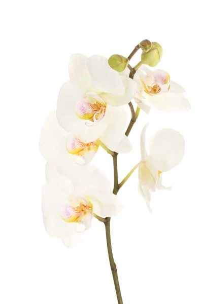 Beautiful orchid, isolated on white — Stock Photo, Image