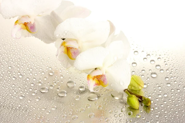 Orquídea bonita branca com gotas — Fotografia de Stock