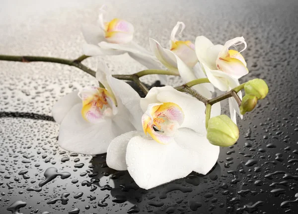 White beautiful orchid with drops on grey background — Stock Photo, Image