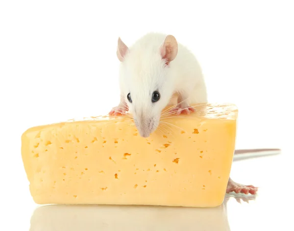 Rata divertida con queso, aislada sobre blanco — Foto de Stock