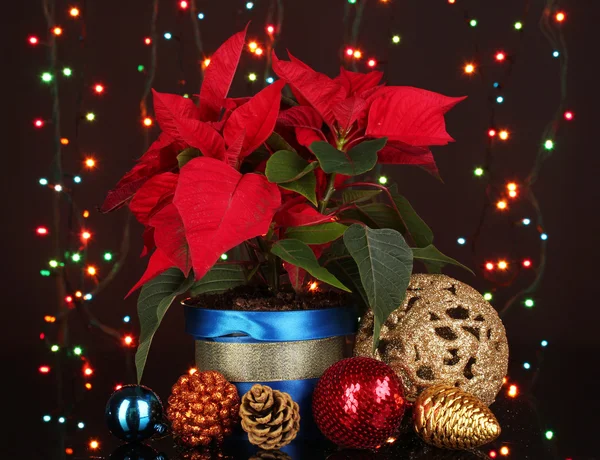 Hermosa poinsettia con bolas de Navidad en el fondo de luces de Navidad — Foto de Stock