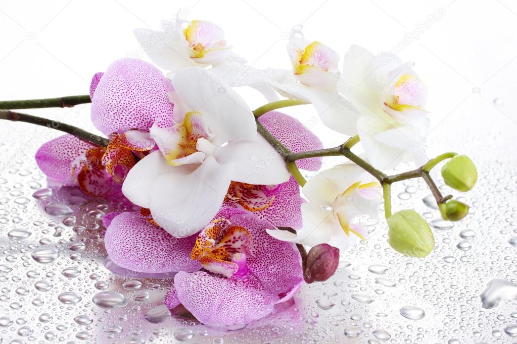 цветы белые орхидеи загрузить