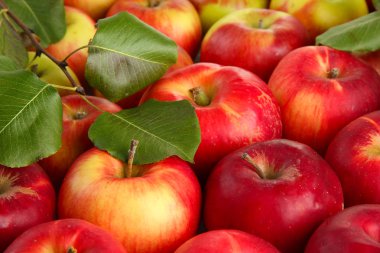 juicy red apples with green leaves, close up