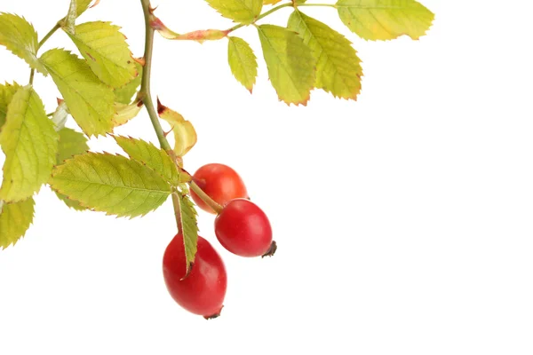 Ripe hip roses on branch with leaves, isolated on white — Stock Photo, Image