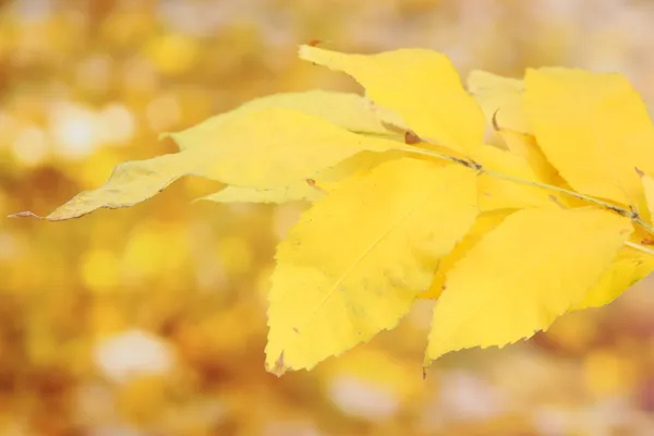 鮮やかな秋の葉、黄色の背景に — ストック写真