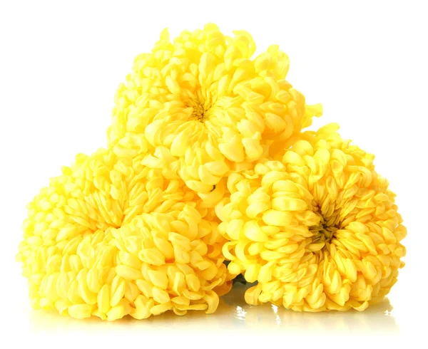 Leuchtend gelbe Chrysanthemen, isoliert auf weiß — Stockfoto