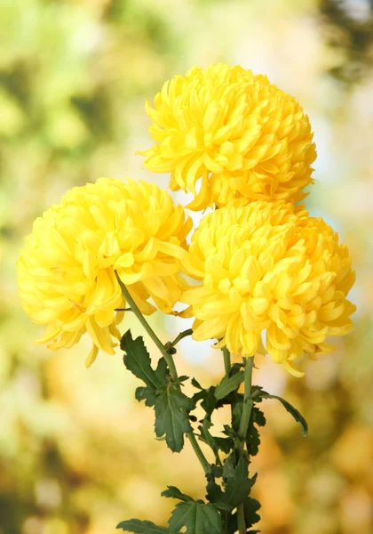 Bright yellow chrysanthemums, on green background — Stock Photo, Image