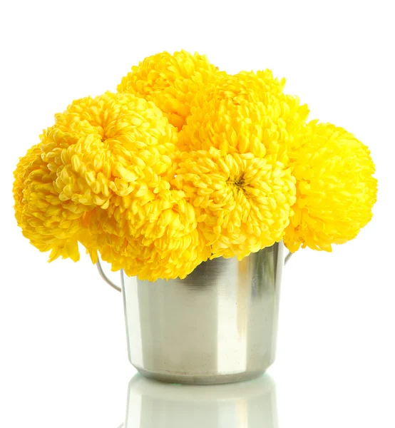 Crisantemos de color amarillo brillante en cubo de metal, aislados en blanco —  Fotos de Stock