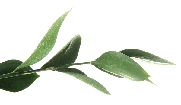 Υποκατάστημα με πράσινα φύλλα, που απομονώνονται σε λευκό — Φωτογραφία Αρχείου