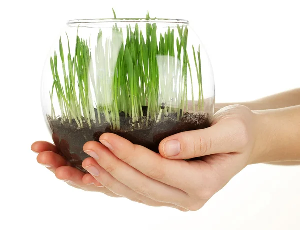 Hands holding glass vase with growing grass isolated on white — Stock Photo, Image