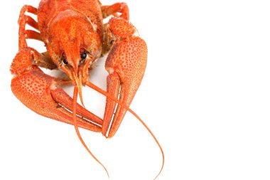 beyaz izole lezzetli haşlanmış kerevit