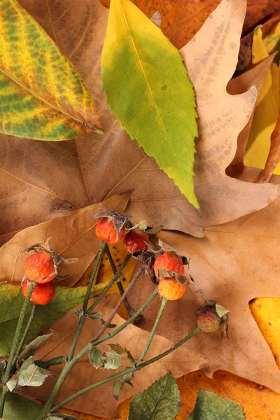 Composizione da giallo autunno foglie fondo — Foto Stock