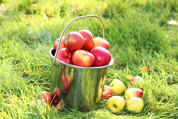 Eimer mit frischen reifen Äpfeln im Garten auf grünem Gras — Stockfoto