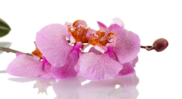Vacker rosa orkidé, isolerad på vit — Stockfoto