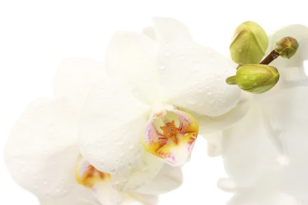 Bella orchidea, isolata su bianco — Foto Stock