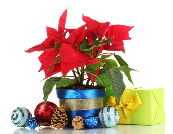 Hermosa poinsettia con bolas de Navidad y regalos aislados en blanco — Foto de Stock