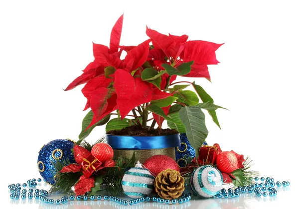 Hermosa poinsettia con bolas de Navidad aisladas en blanco —  Fotos de Stock