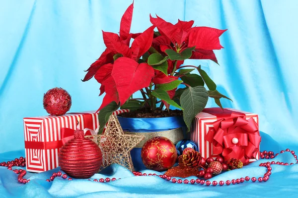 Beautiful poinsettia with christmas balls and presents on blue fabric background — Stock Photo, Image