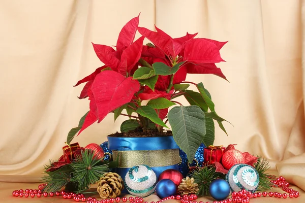 Hermosa poinsettia con bolas de Navidad sobre fondo de tela de oro — Foto de Stock