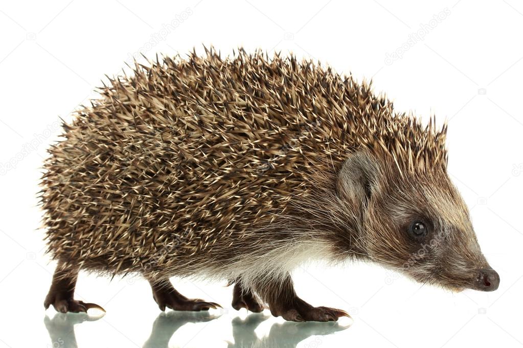 Hedgehog, isolated on white