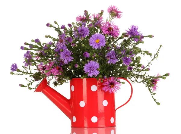 Beautiful bouquet of purple flowers in watering can isolated on white — Stock Photo, Image