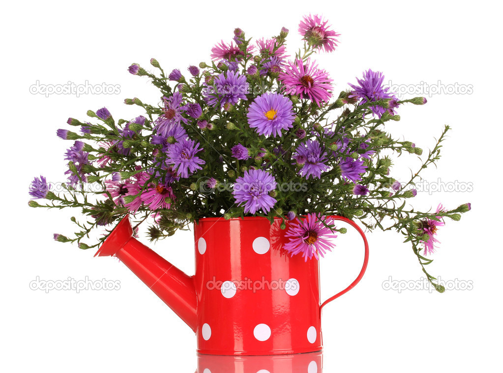 Beautiful bouquet of purple flowers in watering can isolated on white ...