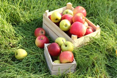 Bahçe Yeşil çimenlerin üzerinde olgunlaşmış taze elma sandıkları