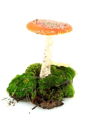 Kırmızı amanita üzerinde beyaz izole moss ile