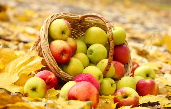 Korg med färska mogna äpplen i trädgården på höstlöv — Stockfoto