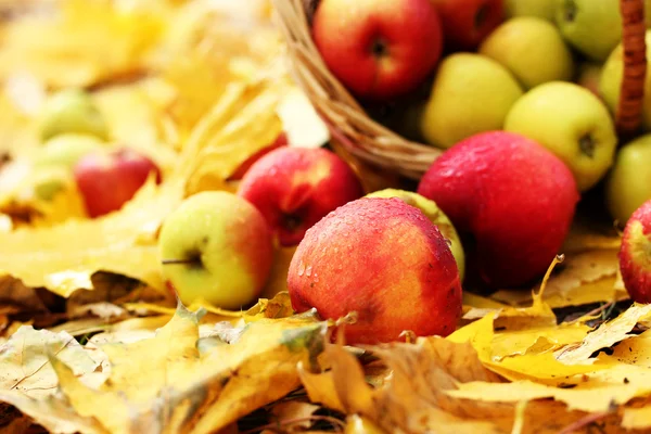 Cesta de manzanas frescas maduras en el jardín en hojas de otoño —  Fotos de Stock