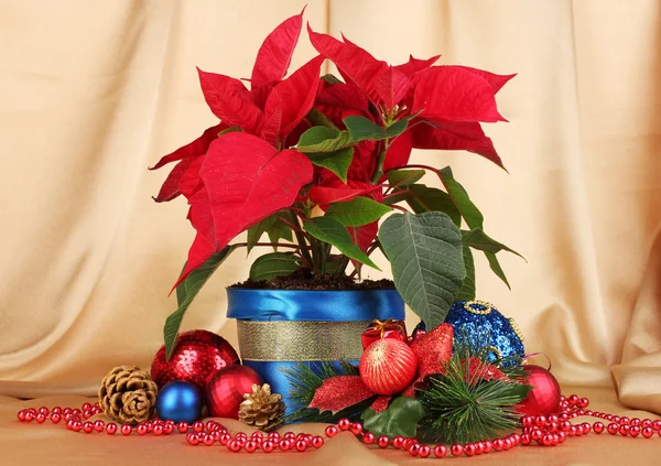 Beautiful poinsettia with christmas balls on gold fabric background — Stock Photo, Image