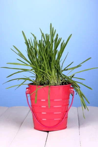 Green grass in bucket on wooden table on blue background — Stock Photo, Image