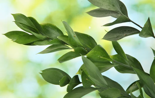 Ramo com folhas verdes no fundo verde — Fotografia de Stock