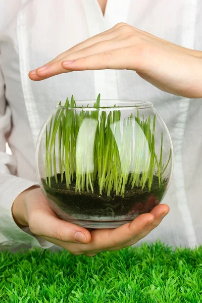 Hands protect glass vase with growing grass — Stock Photo, Image