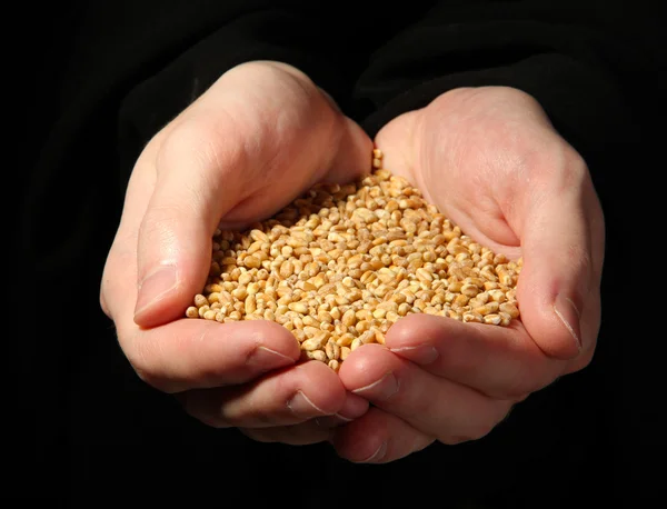 Uomo mani con grano, su sfondo nero — Foto Stock