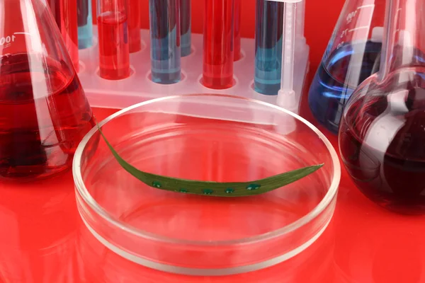 Test-tubes and green leaf tested in petri dish, on color background — Stock Photo, Image